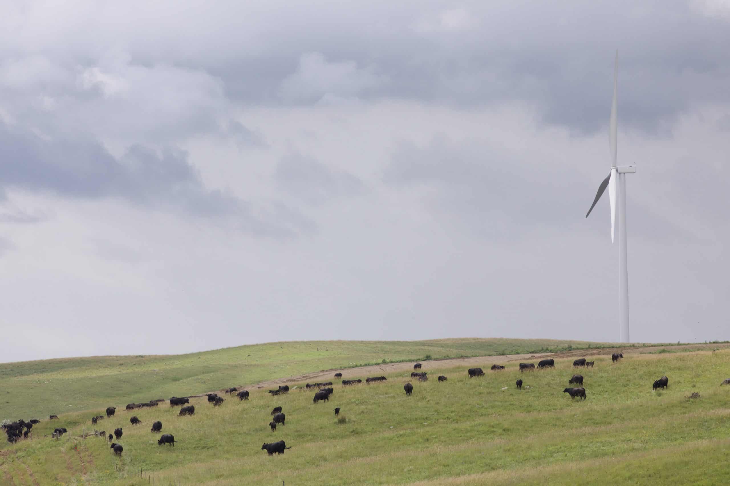 single wind turbine and many cow