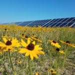 Kramer Solar panels behind flowers close up