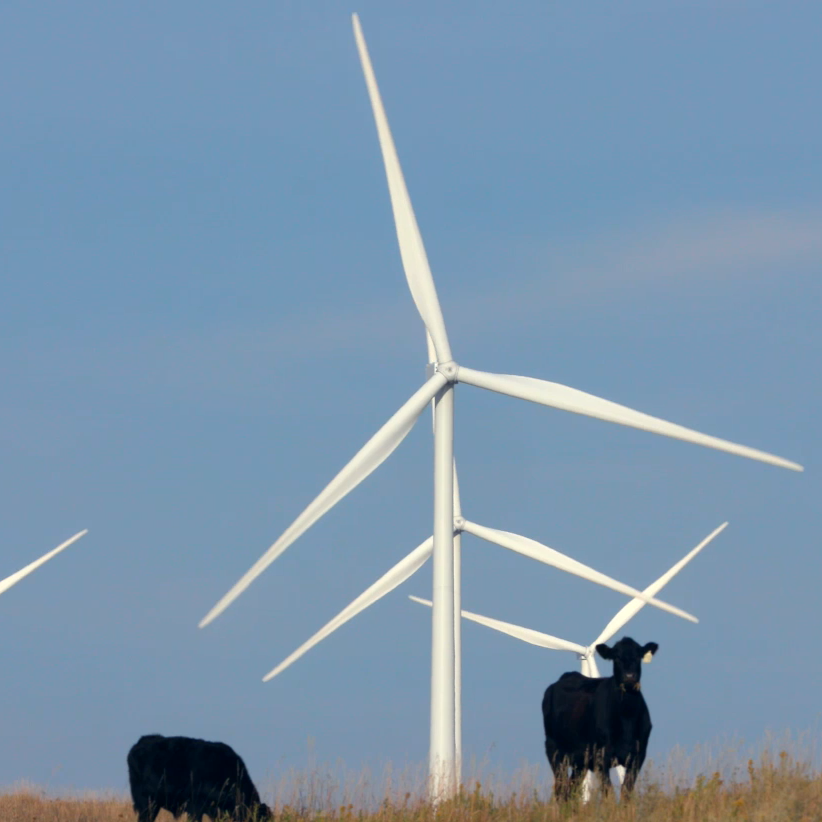 Wind turbine in field with cows