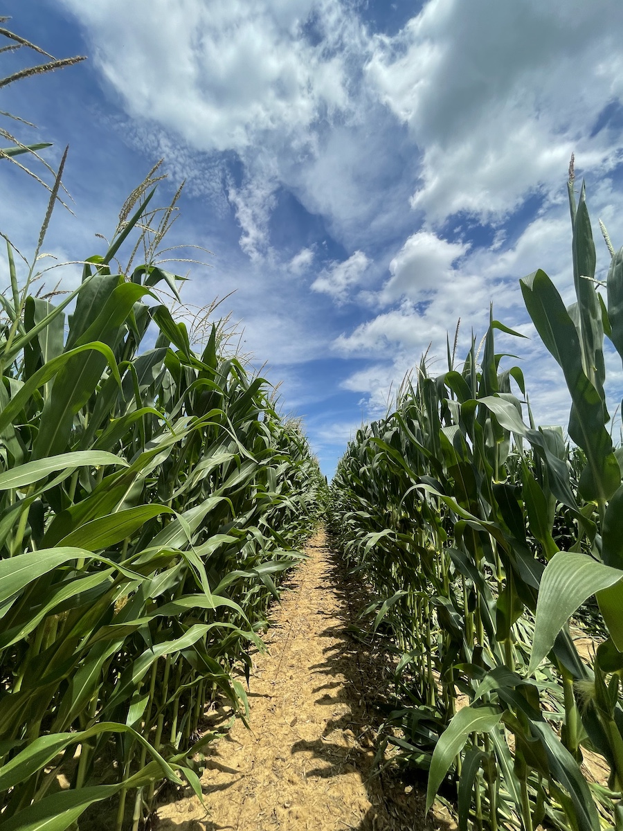 Path through farm field