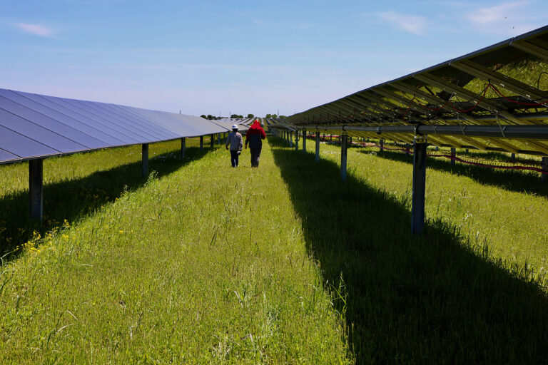 workers walking between solar panels
