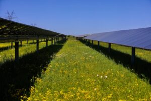 National Grid Renewables Signs Power Purchase Agreement with IMEA