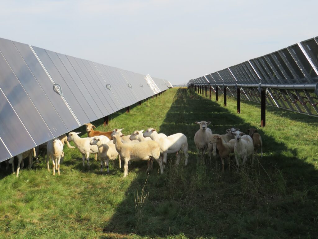 Sheep between solar panels