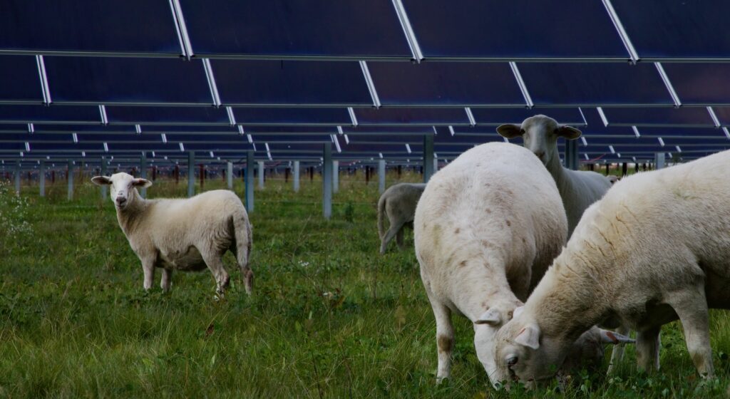 Sheep in front of solar panels