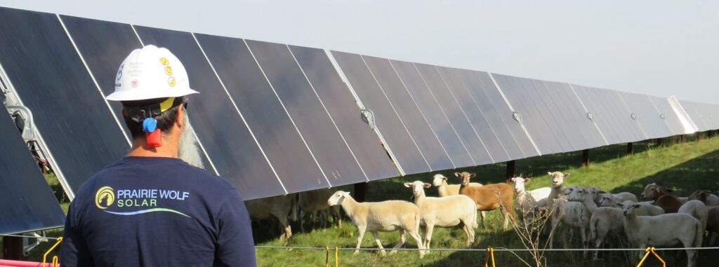Man standing in front of solar panels and sheep