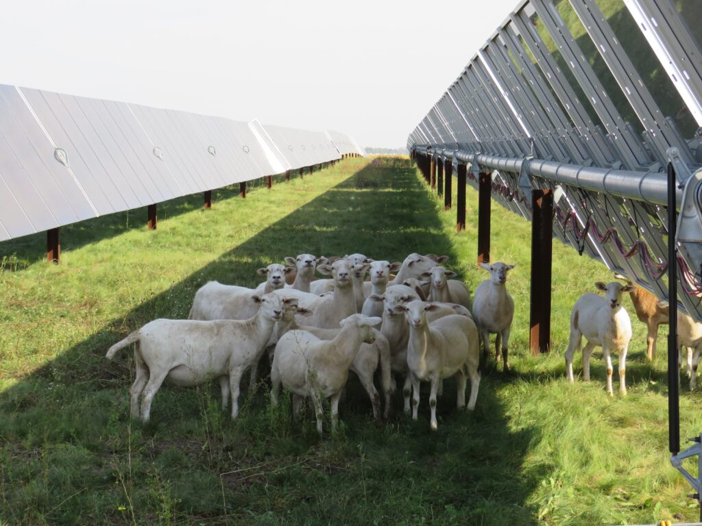 Sheep in between solar panels